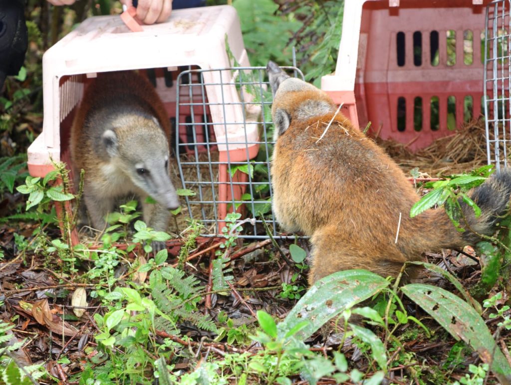 43372-1024x771 CUSUMBO VOLVIÓ A SU HÁBITAT