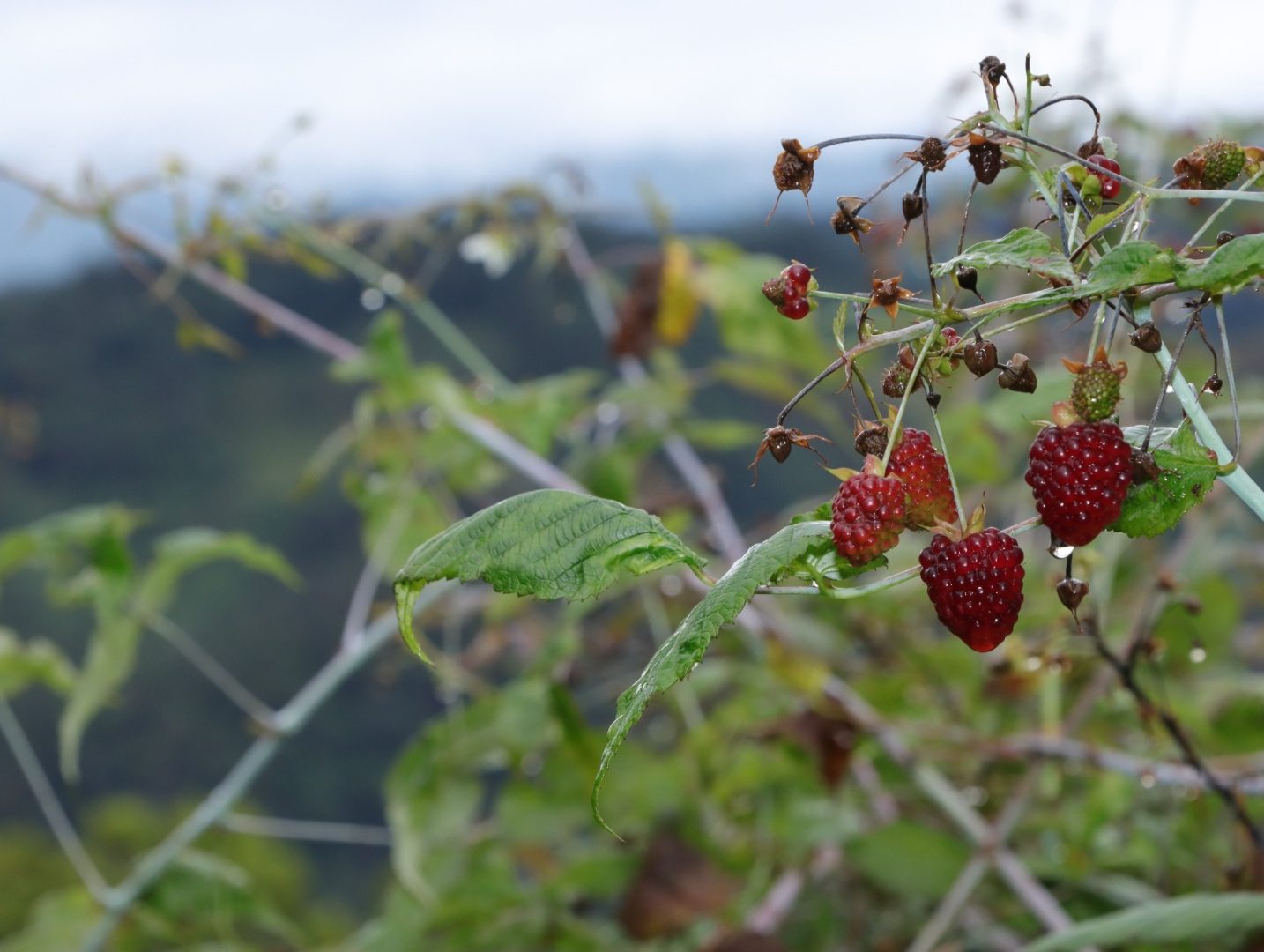 44659-1434x1080 ‎FAMILIAS DE ISNOS CONSERVAN EL PARQUE NATURAL EL DORADO