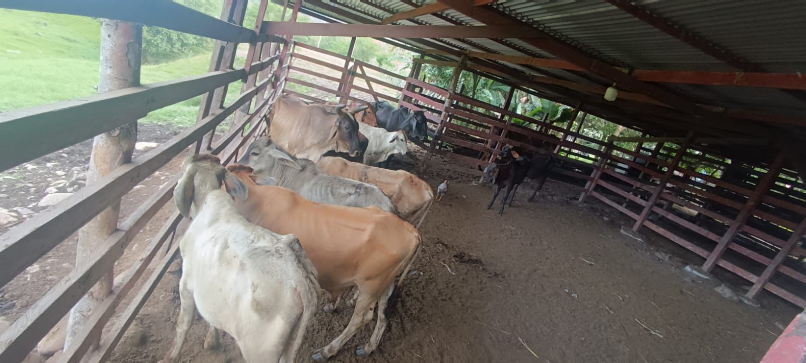 80118 FRUSTAN HURTO DE 23 RESES Y CAPTURAN A DOS PERSONAS