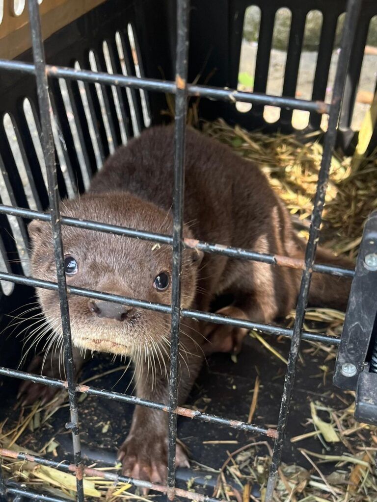 WhatsApp-Image-2026-05-19-at-16.52.57-768x1024-2 ALERTA EN EL HUILA POR MUERTE DE NUTRIAS: DENUNCIAN MALTRATO Y ATAQUES CONTRA LA ESPECIE